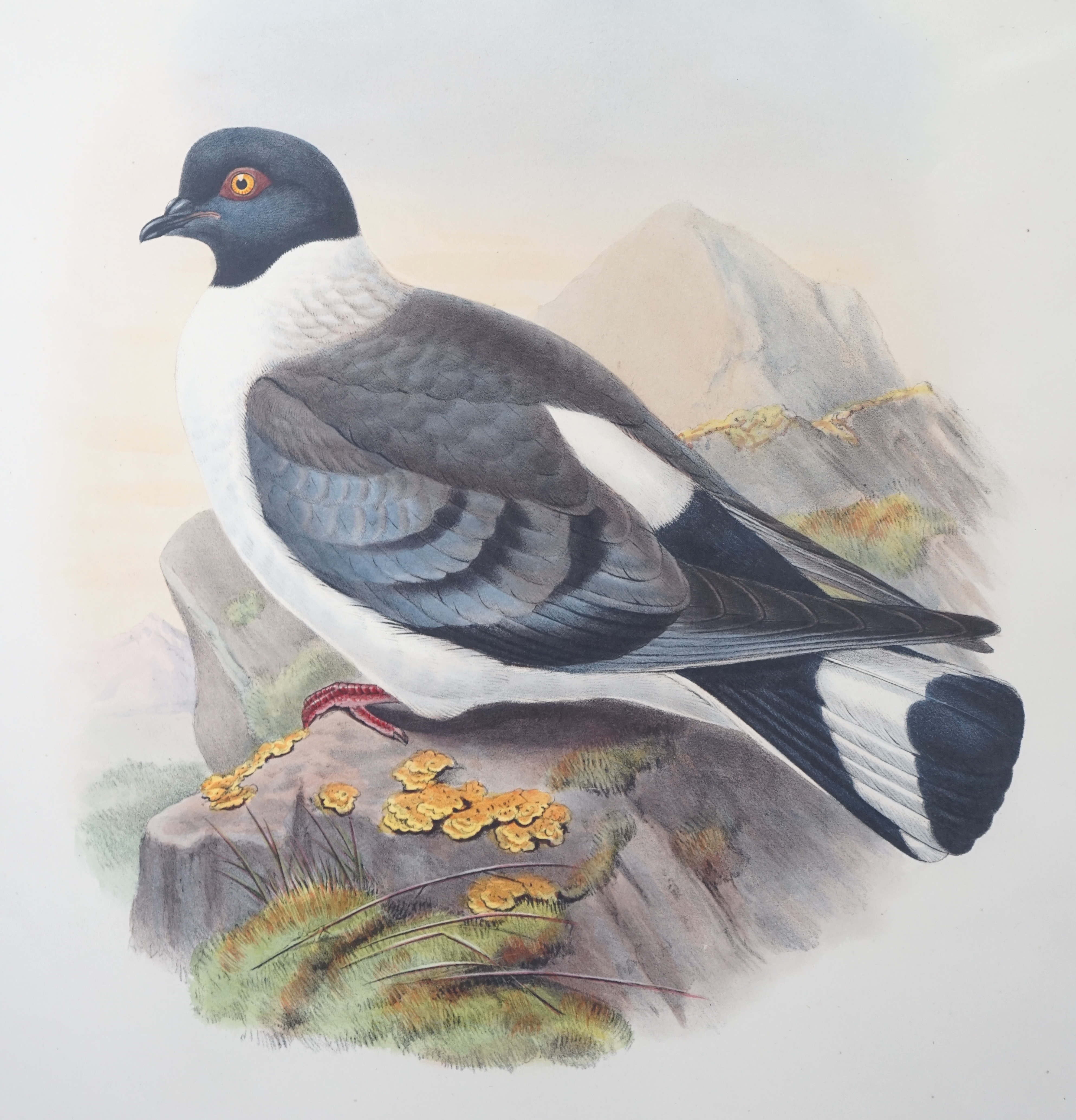 Walter & Cohn after Wolf and Richter (John Gould), 24 hand coloured lithographs from Gould's Birds of Great Britain, lithographs with hand-colouring on wove paper, 55 x 36cm, unframed and unmounted